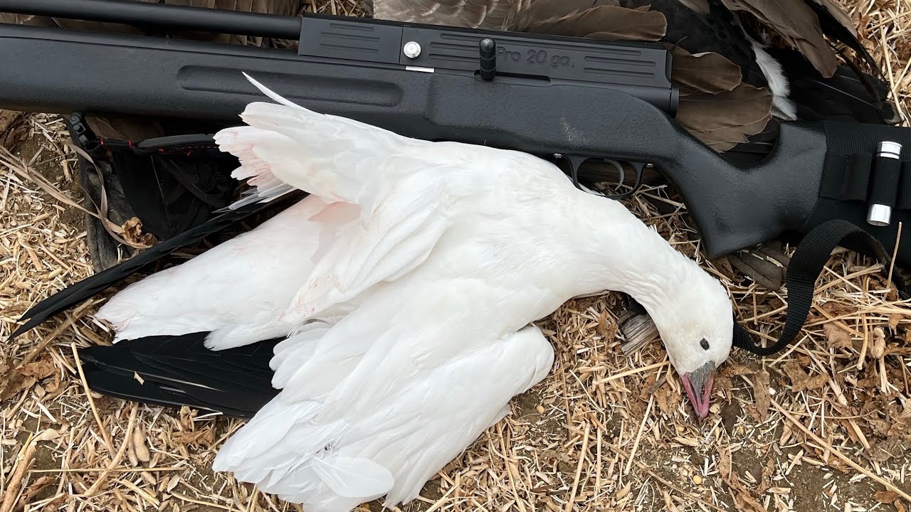 PBBA air shotgun goose hunt using a Truhunt outdoors blind