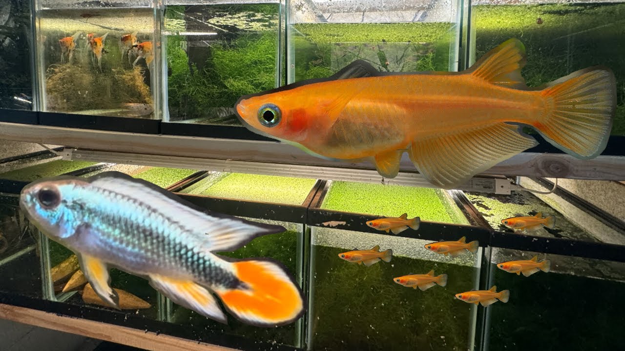 Ricefish and Blue Flame Apistogramma Breeding Projects | Fish Room Update