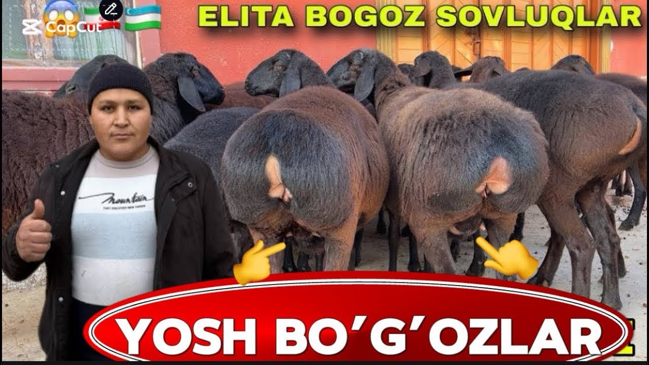 DONIYORBEKGA YANGI PARTIYA KELDI YETUK BÕĞOZLR VA ARASHAN LAR 