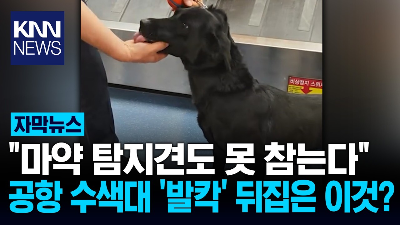 공항 발칵 뒤집은 탐지견 '먹방' 마약 찾다 말고 '롤케이크' 와앙 / KNN