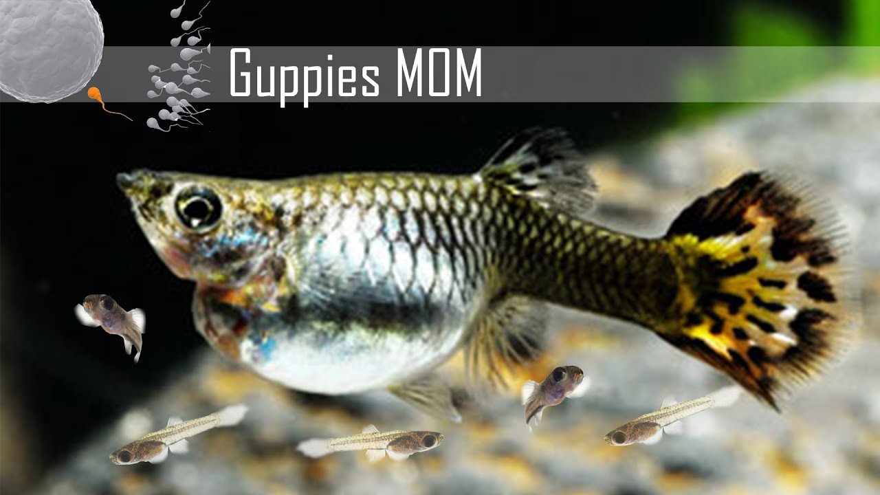 اقصى  تخصيب للانثى سمكة الكوبي| عدد الذكور الواجب وضعها مع الاناث