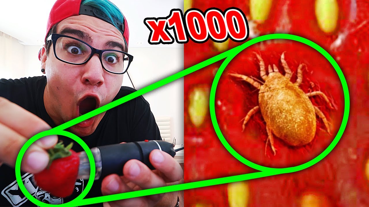 OBSERVANDO MORANGO COM MICROSCÓPIO