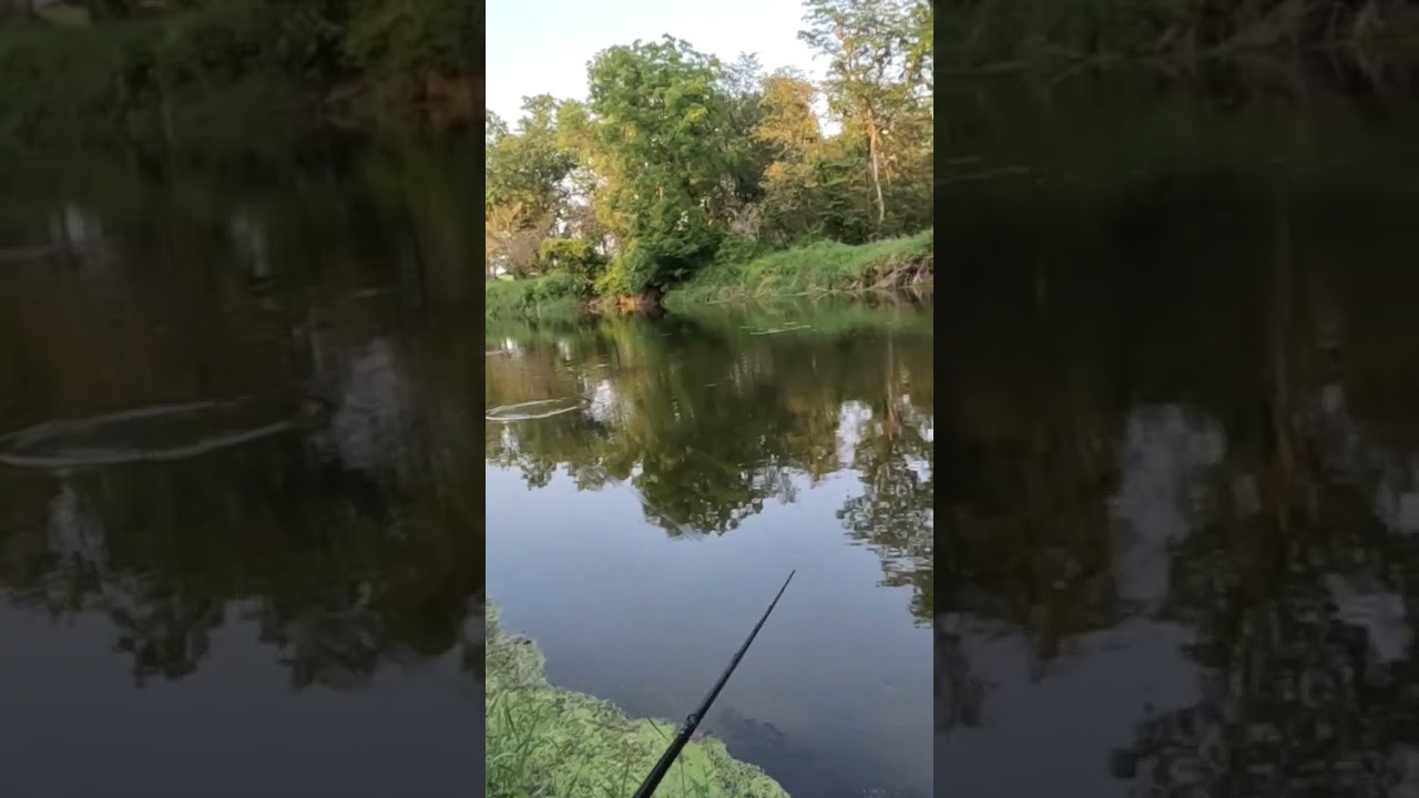 How to catch a fish on a topwater frog 🐸  #howto #fishing #bass
