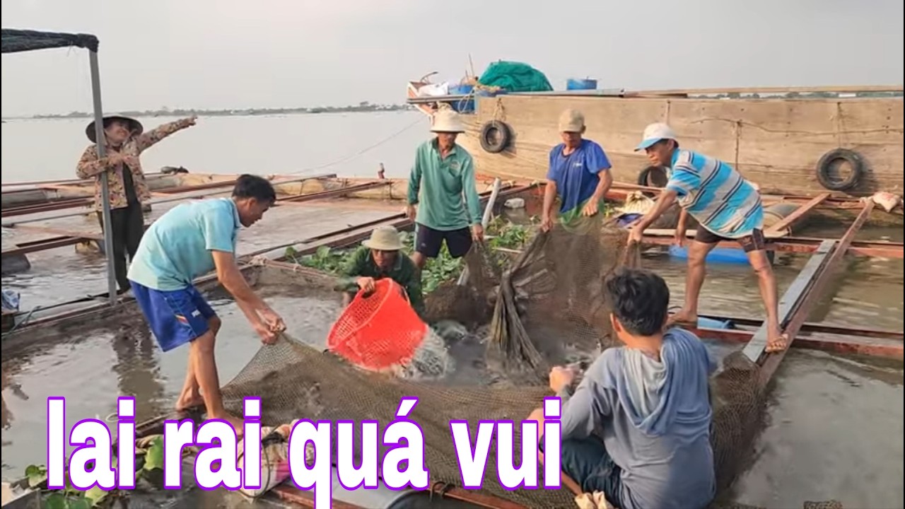 Kéo Bè Cá Trê Sau Đó Lựa Con Cá Trê Bự Đem Kho Mắm Ruốc Quá Ngon # SĂN BẮT ĐỒNG THÁP #