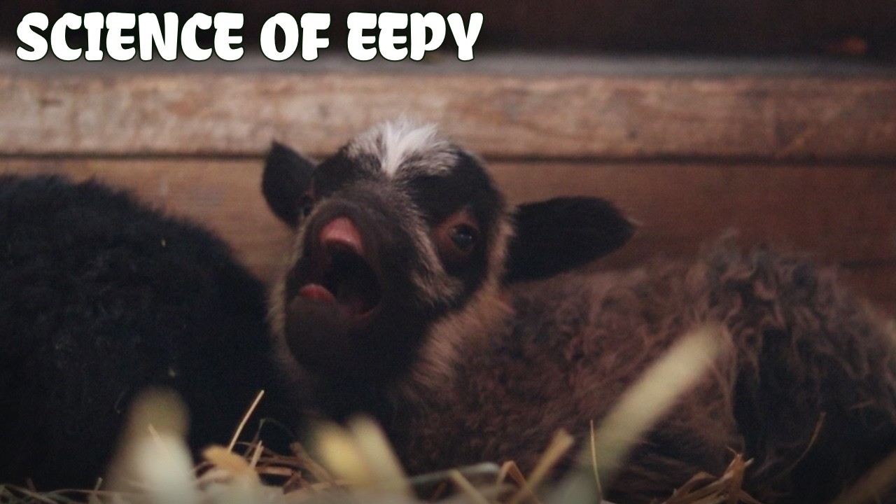 How Do Sheep Sleep? Sheepie side of Sleep You Never Knew