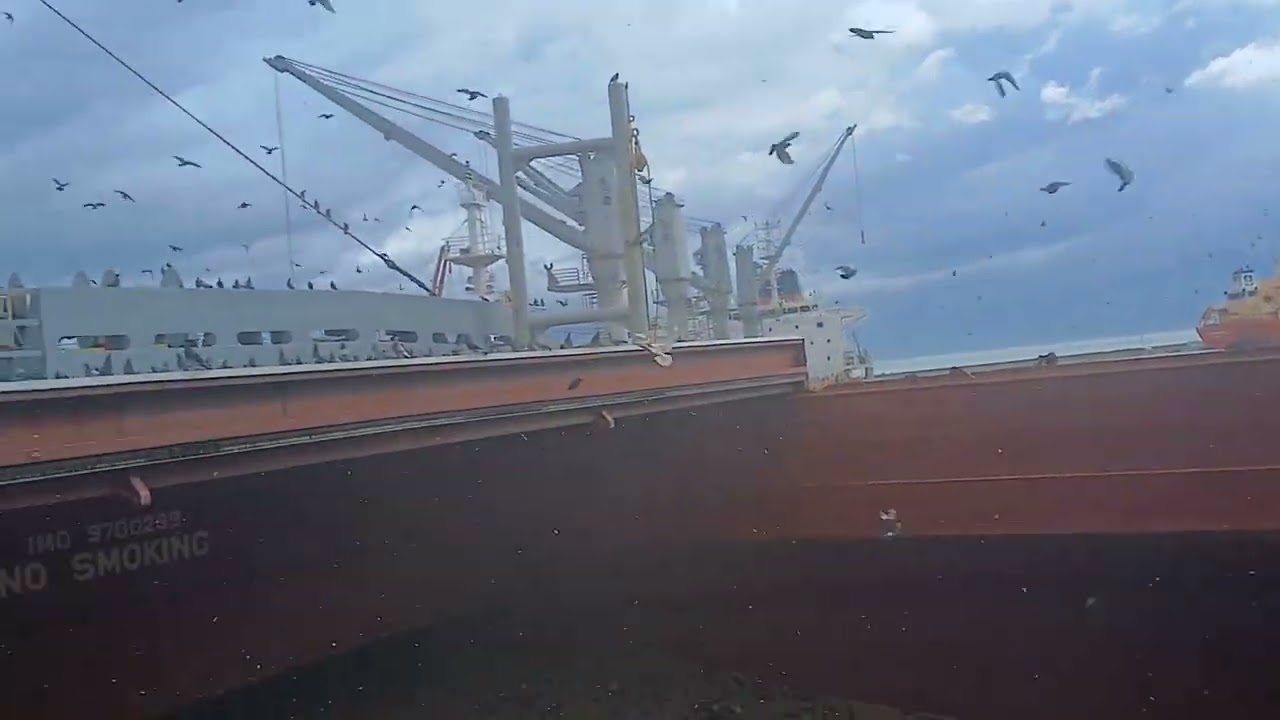 Pigeons 🐦🐦🐦🐦 on board