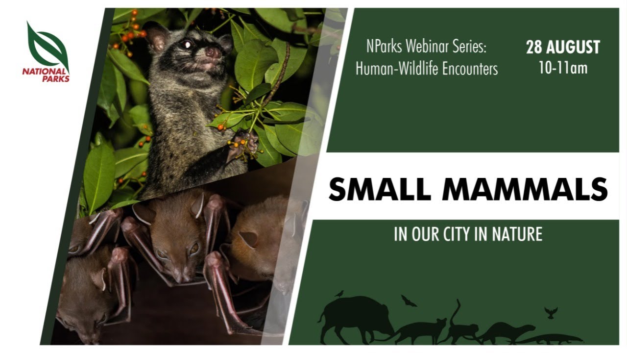 Small Mammals in Our City in Nature | NParks Webinar Series
