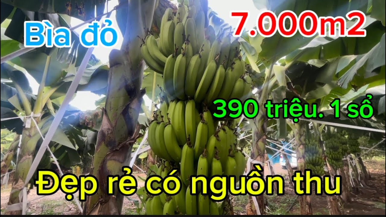 Cần bán vườn cây trái sổ Hồng riêng giá bán chỉ 390 triệu 1 sổ tại định quán tỉnh đồng Nai 