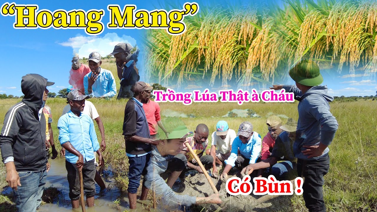 Công Giáp || Trồng Lúa Thật À ? Người Dân Hoang Mang, Từ Khi Sinh Ra Tới Giờ Mới Biết Đến Giống Lúa