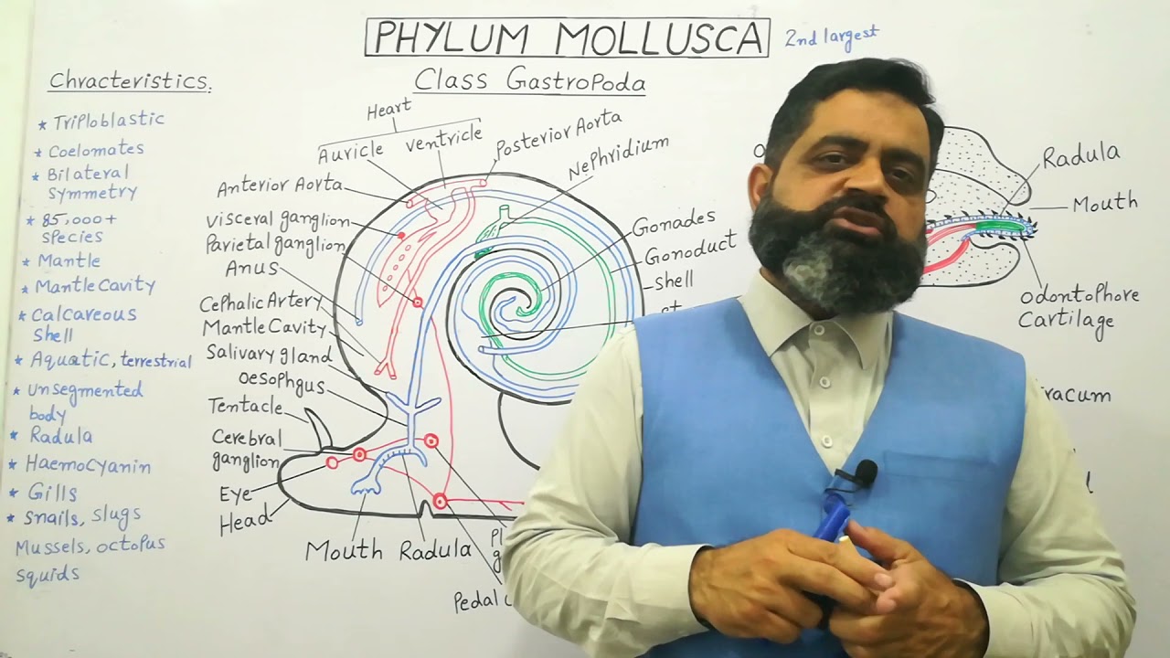 Class Gastropoda Urdu /Hindi medium @prof.masoodfuzail| Phylum Mollusca | Structure of Snail |