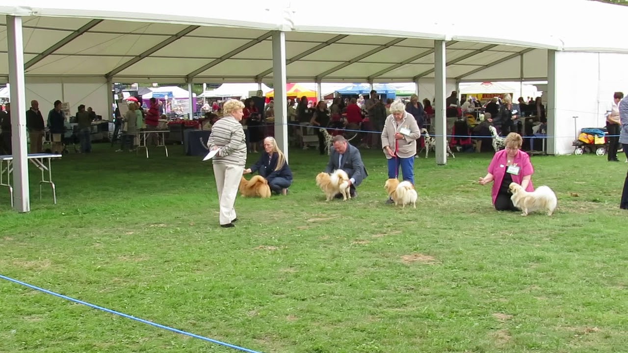Finlay the Tibetan Spaniel in the Dog CC at Richmond