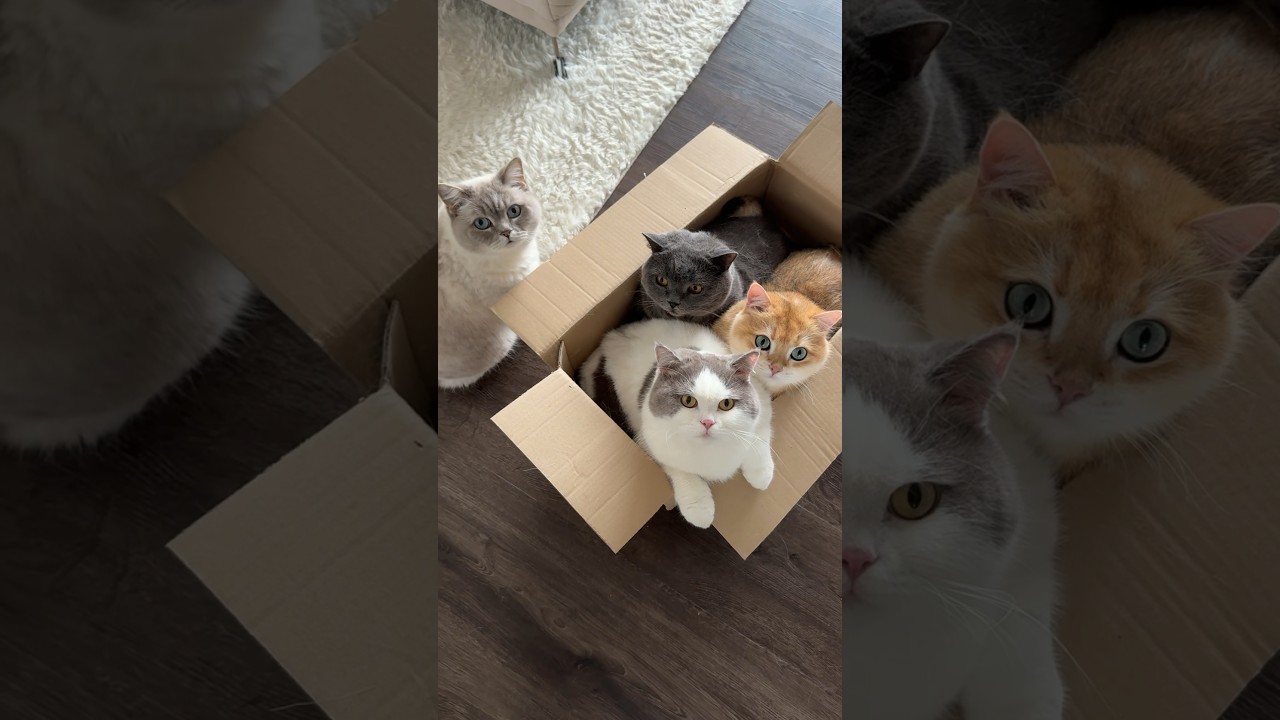 Der Sound passt perfekt oder?🤣 #katzenliebe #katzenmama #katze