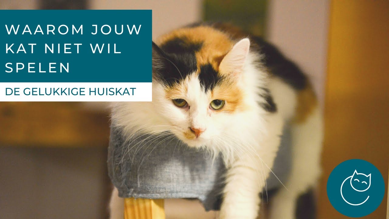 REDENEN WAAROM JOUW KAT NIET WIL SPELEN - HOE MOET JE SPELEN? De gelukkige huiskat - Kattengedrag