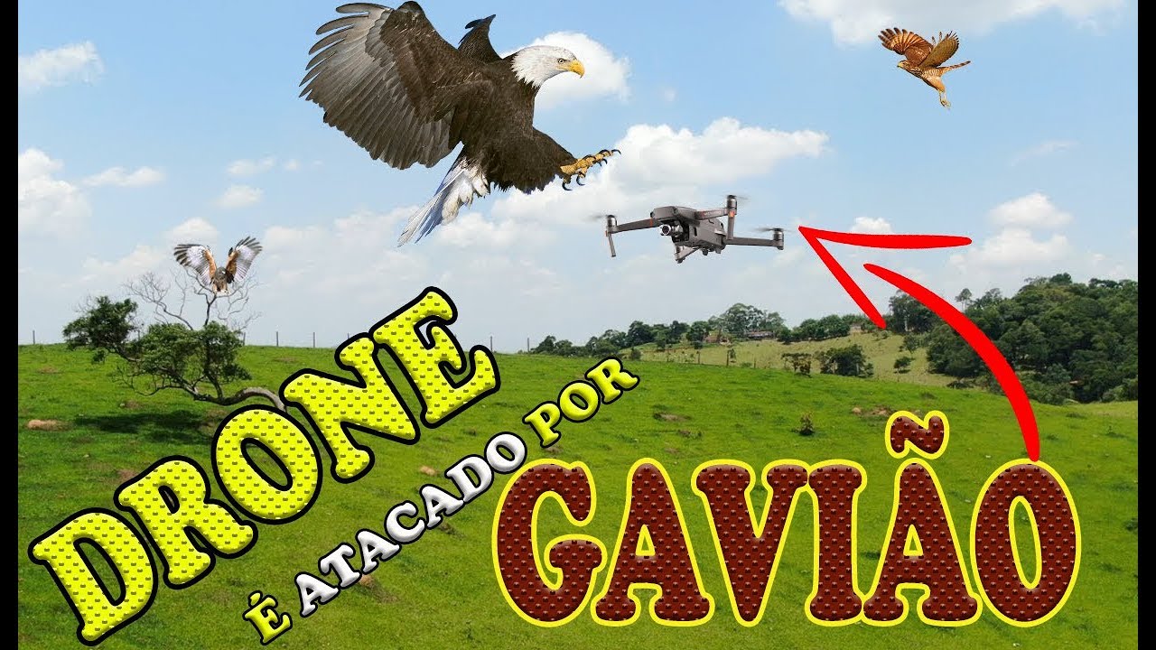 DRONE é ATACADO por GAVIÃO mavic zoom wanzam fpv