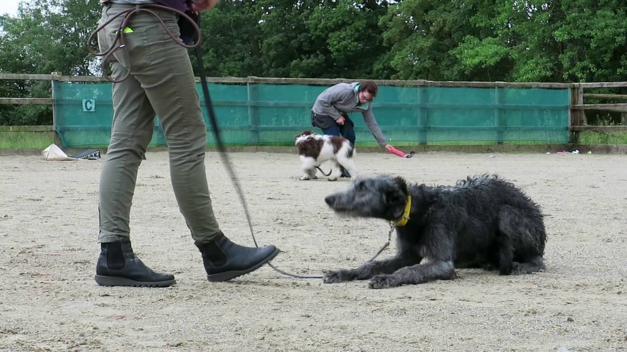 Walter - Deerhound Puppy - 3 Week Residential Dog Training