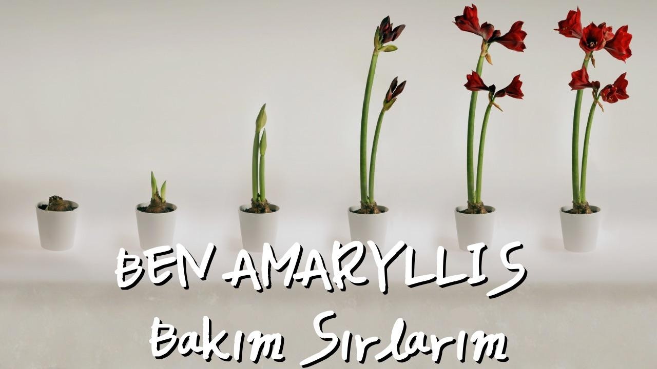 Bu Haftaki Konuğumuz: Amaryllis | Bakım Koşulları Nelerr?