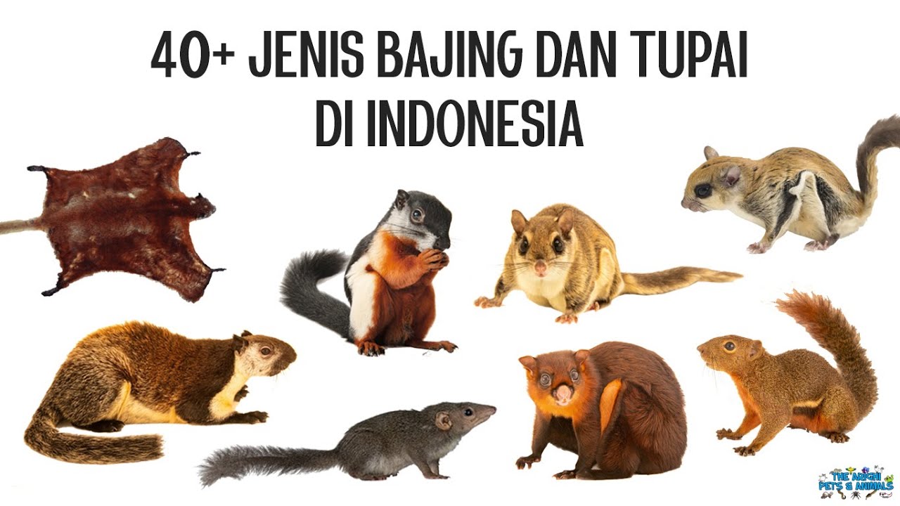 40+ Jenis Bajing dan Tupai di Indonesia