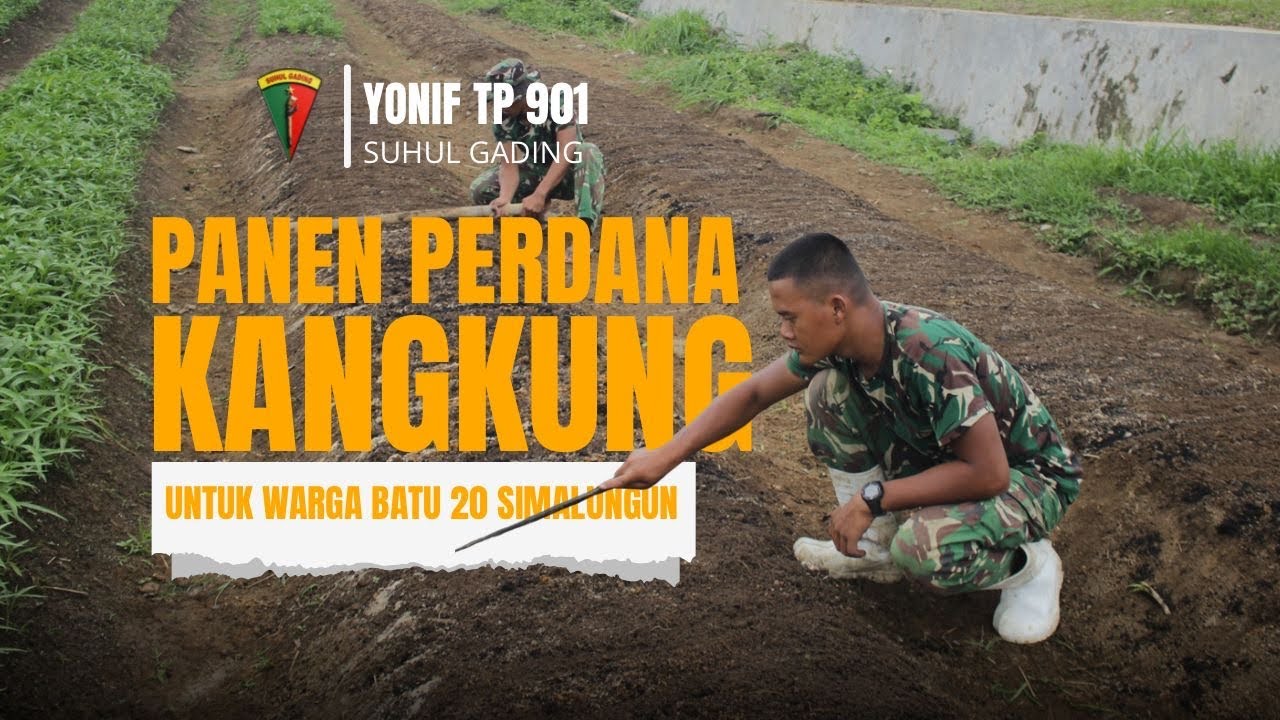 PANEN PERDANA KANGKUNG UNTUK MASYARAKAT BATU 20 SIMALUNGUN