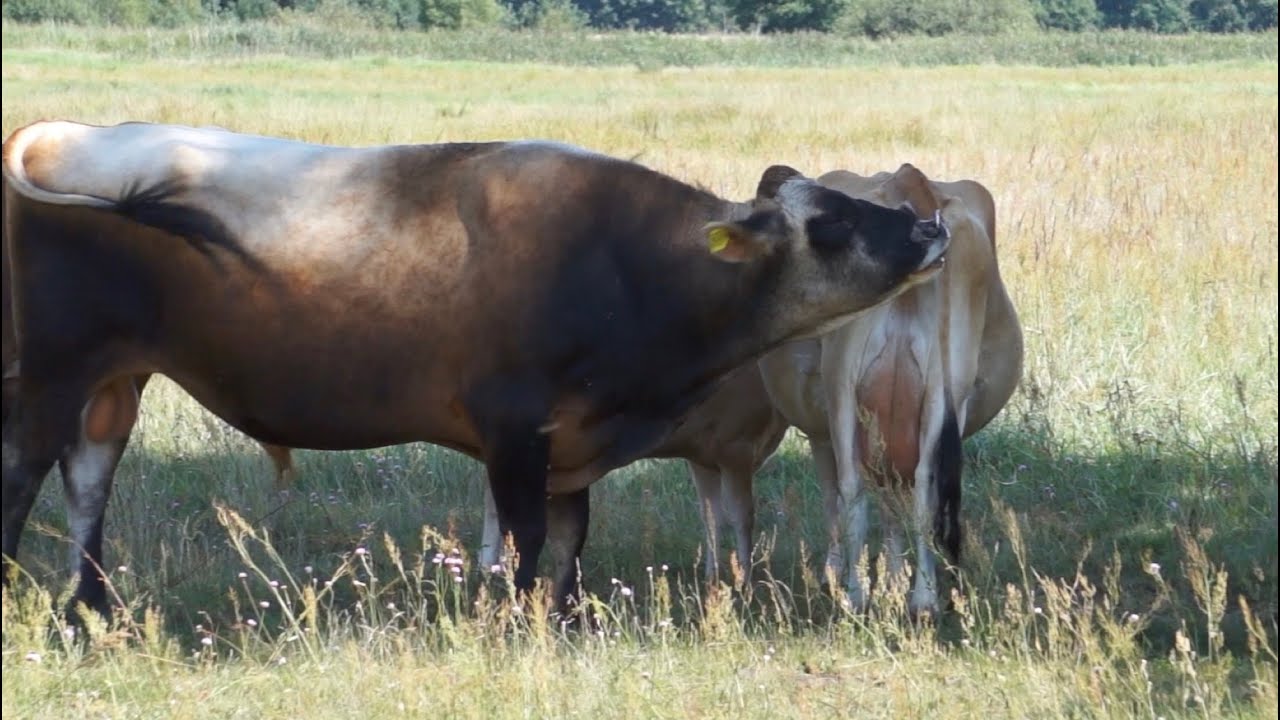 Buhaj Jersay Dyzio i jego stado kr&oacute;w spod Częstochowy