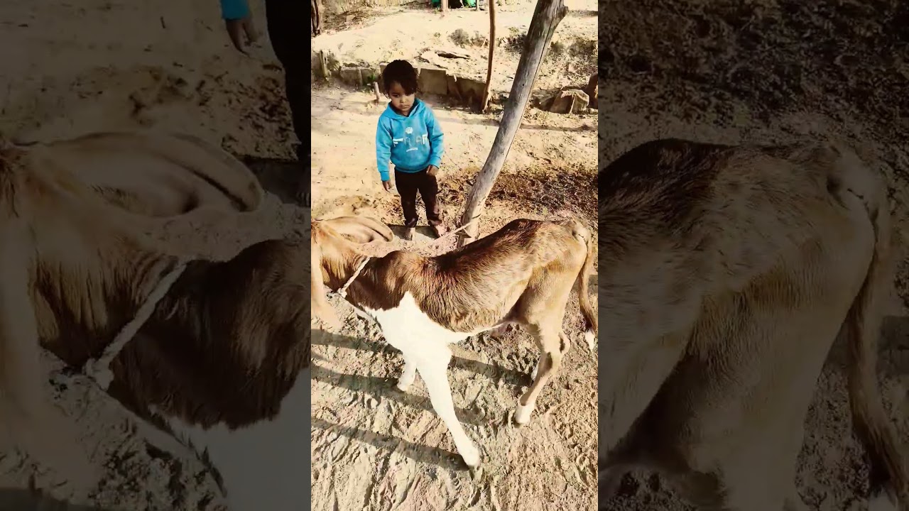 cow videos child 