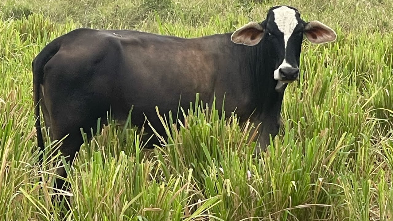 Como recuperamos un mal sobre pastoreo en pasto Mombasa AgroReza