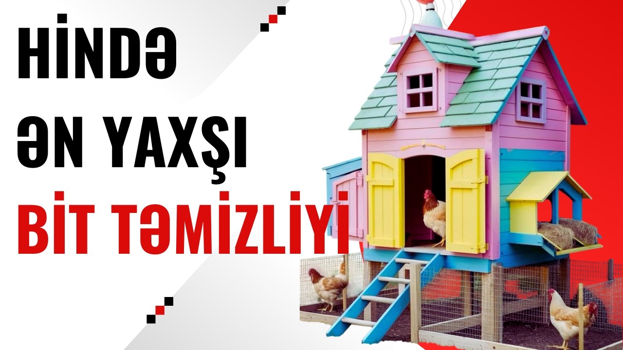 Toyuq hinində bitləri necə məhv etdim!