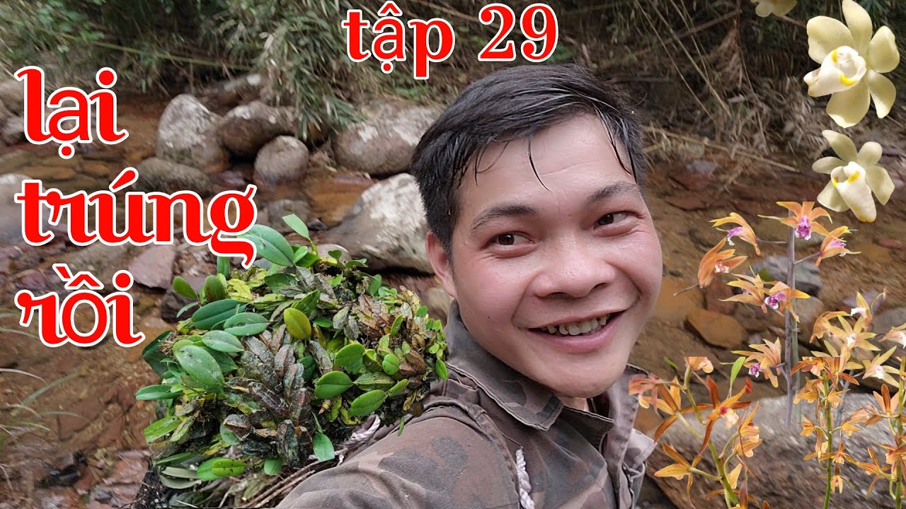 May mắn gặp nhiều loại lan đẹp đang ra hoa, đi tìm lan rừng tập 29 | phong lan rừng pv