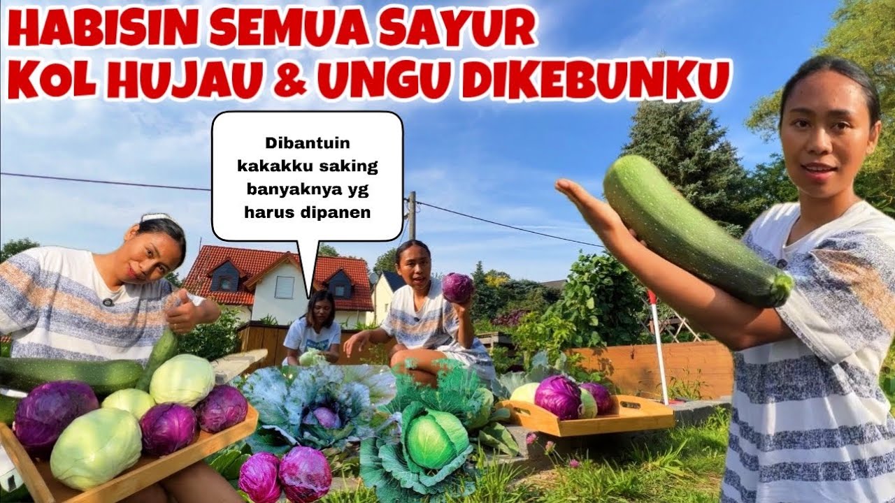 PANEN SEMUA SAYUR KOL HIJAU & UNGU