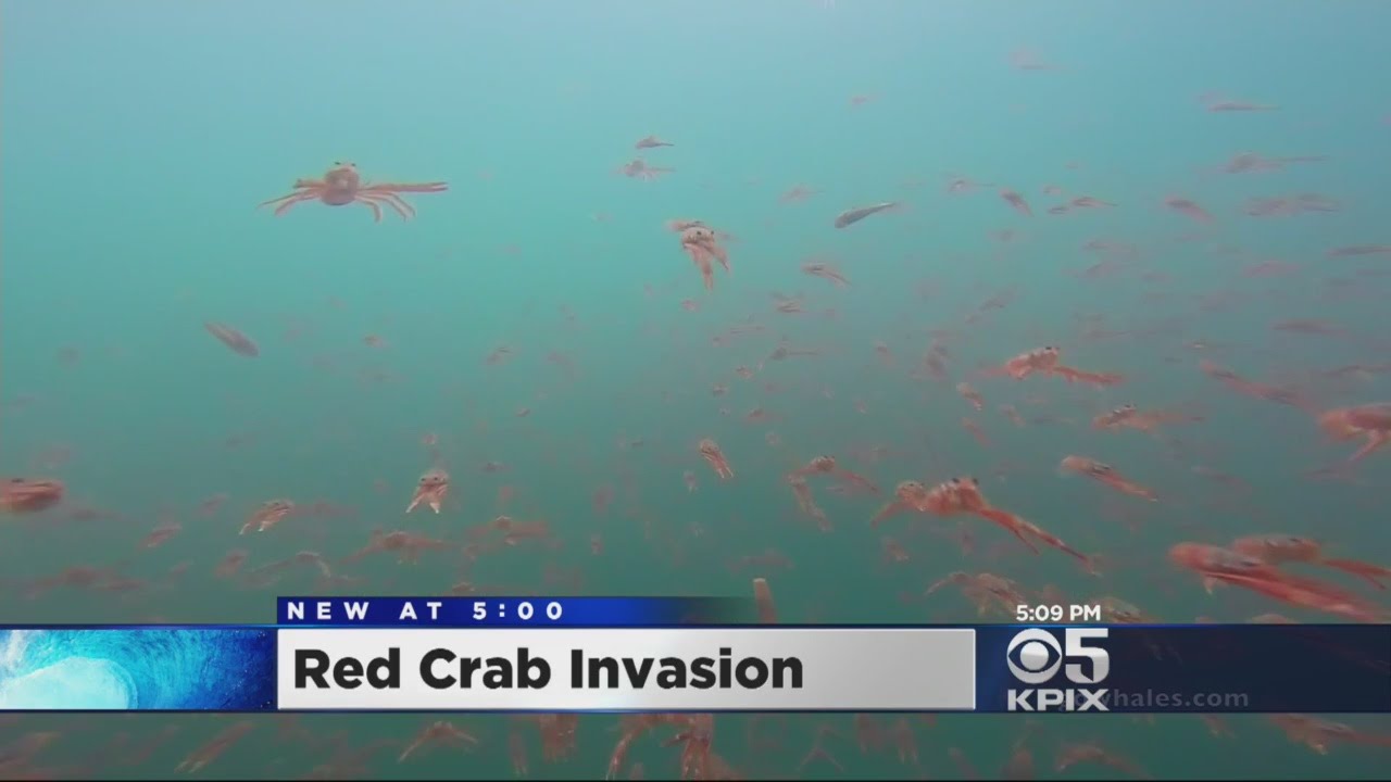 Red Crabs Invade Monterey Bay