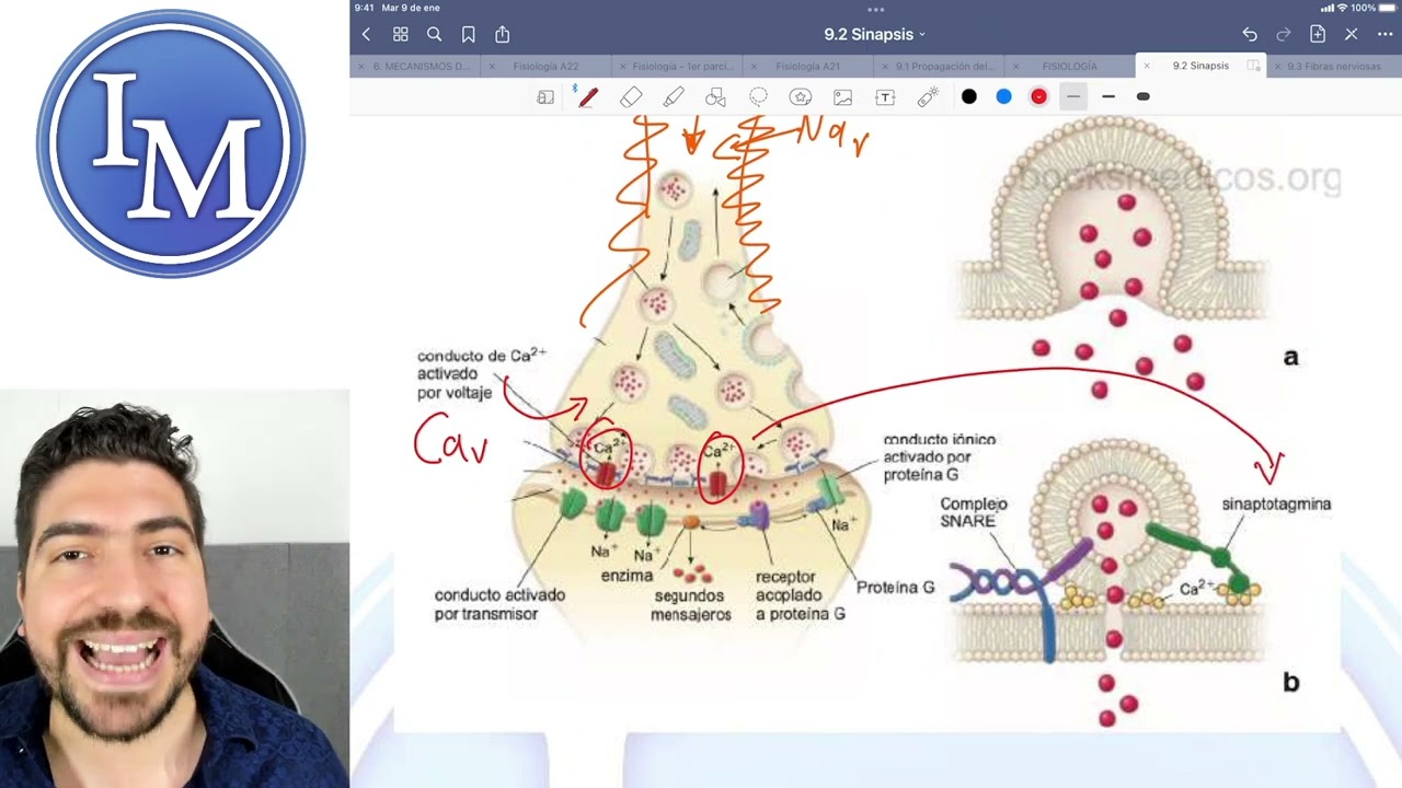 Fisiología clase 9.2 | Sinapsis Eléctrica y Sinapsis Química
