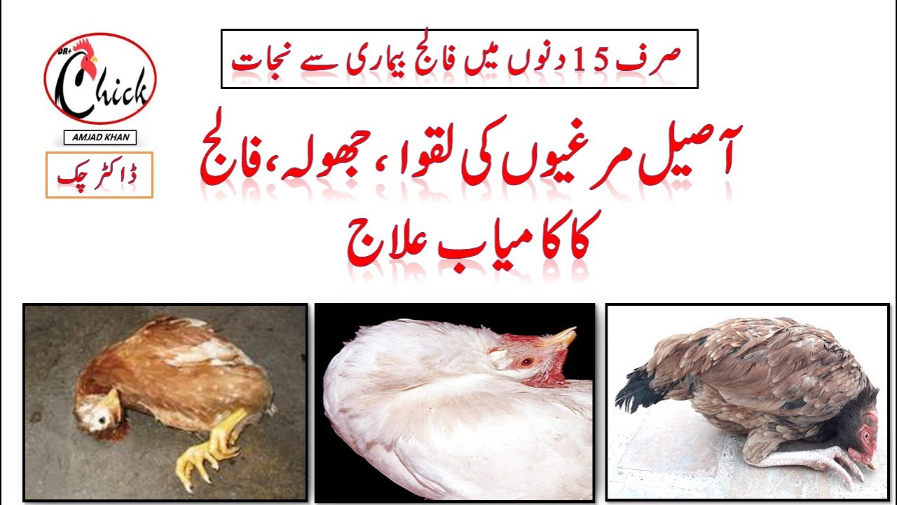 Aseel Chicken Paralysis Treatment||Lakway Ka Elaj||Dr.Chick(Video-41)