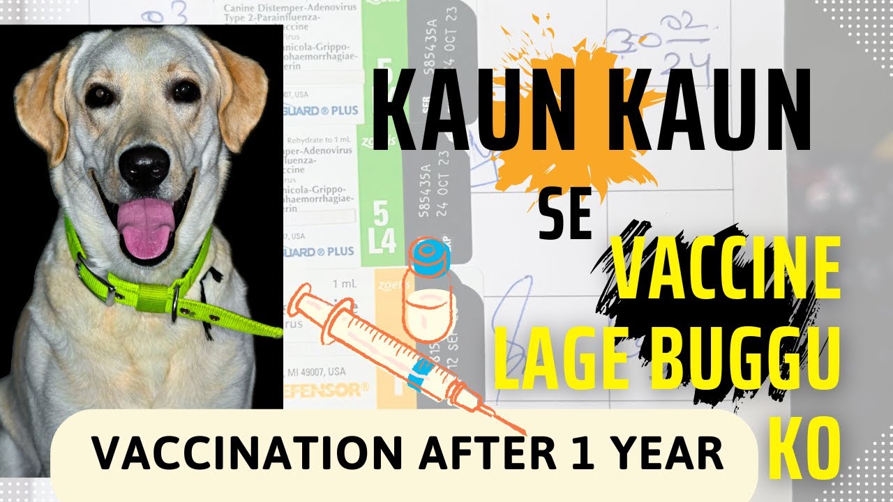 Dog Vaccination After 1 year (Labrador) | Vaccine