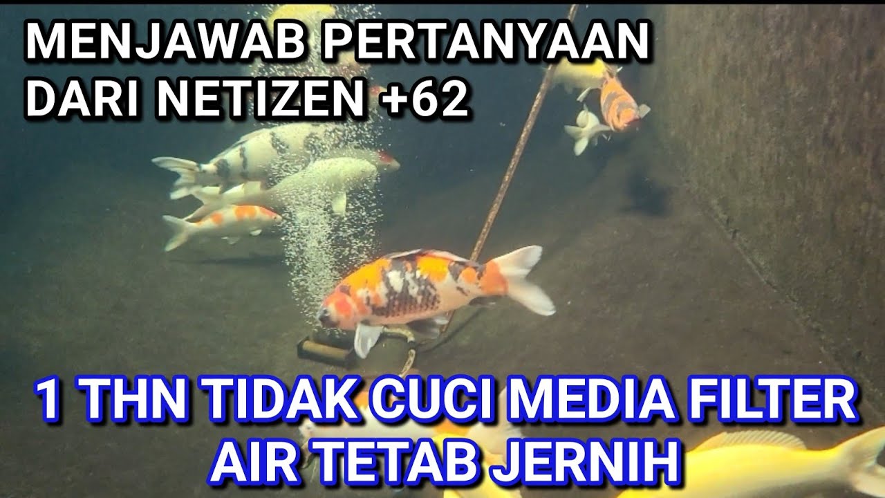 KEBENARAN KOLAM IKAN KOI TIDAK DI BACKWASH & CUCI MEDIA FILTER SELAMA 1 THN