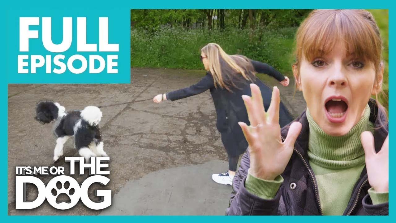 Bandit: The Rampaging Teenager | Full Episode 213 | It’s Me or The Dog