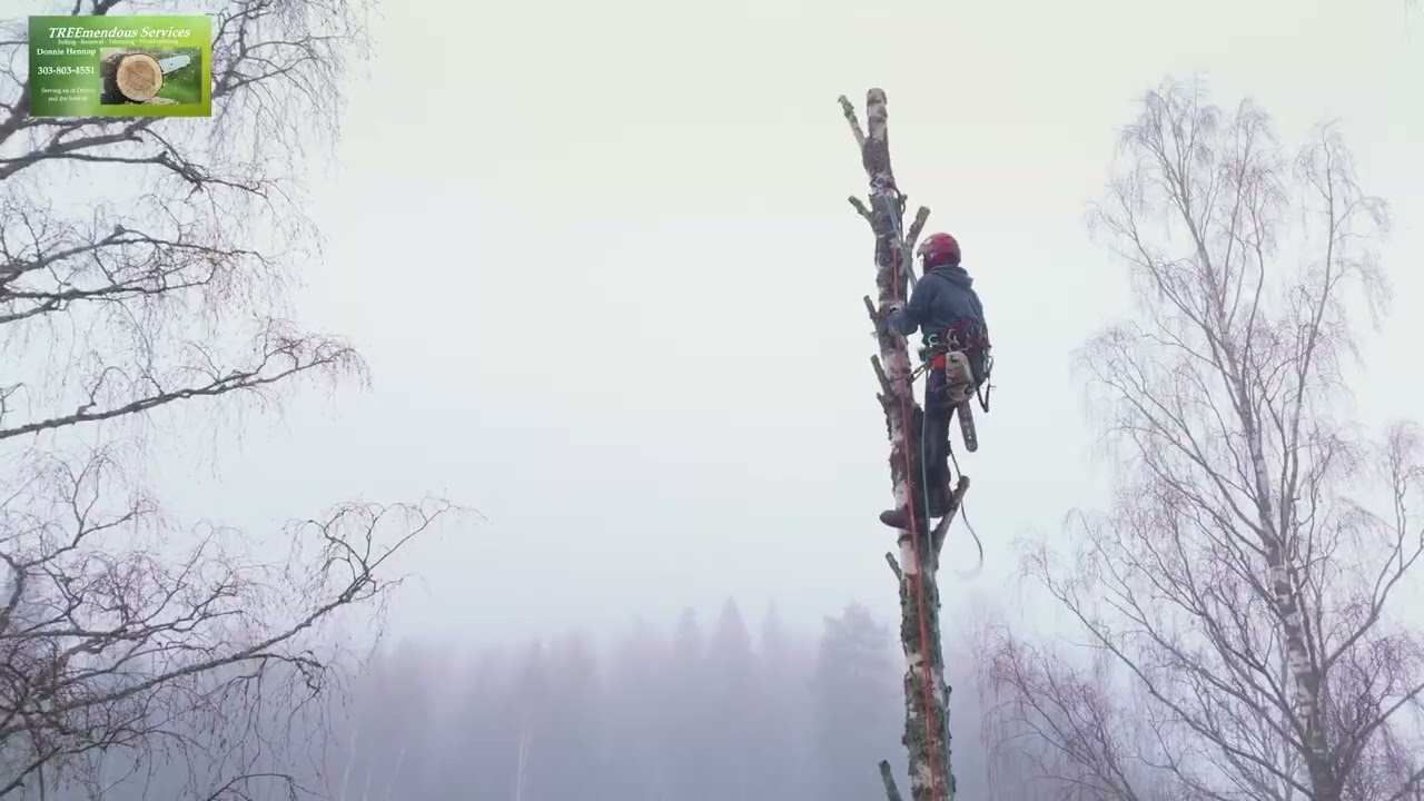 Safe Tree Cutting and Tree Removal Process