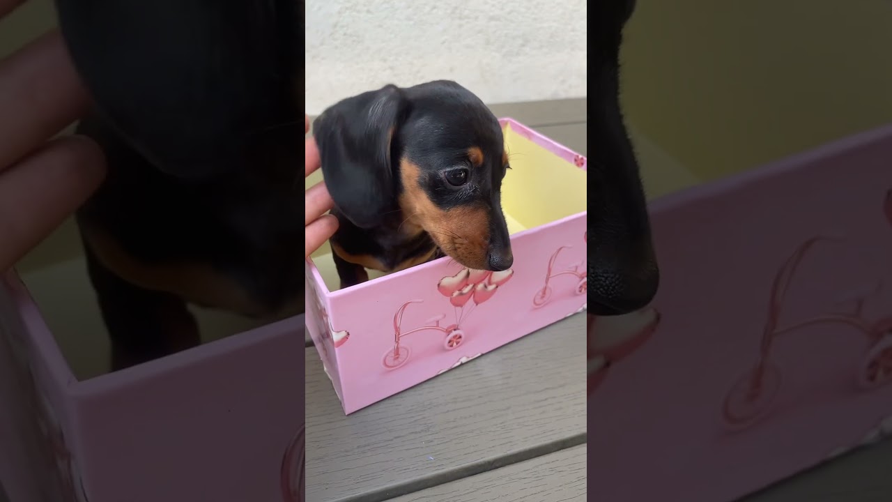 #bassotto #dachshund #kaninchen #puppy #puppies #sausagedog #pets #cute #allevamento #love