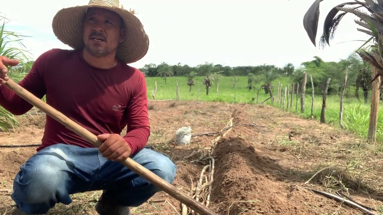 PLANTANDO CAPIM DE CORTE, CAPIM AÇU