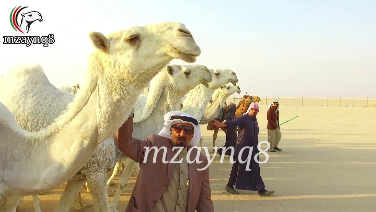 الجلاديات ، منقية رجل الأعمال عليان عايض الجلادي الرشيدي ، تصوير وإخراج حسين الحميدي 2020/1/30