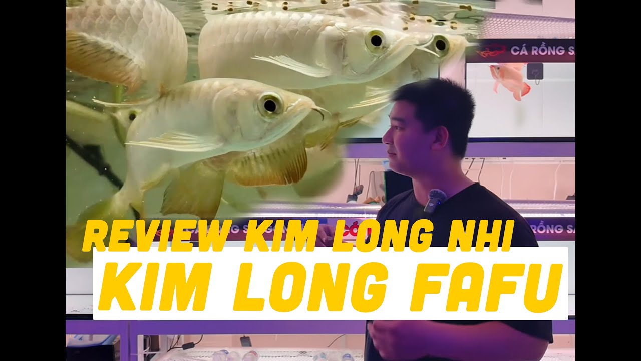 REVIEW BỐI NHÍ, FULL HELMET, KIM LONG QUÁ BỐI FAFU ĐANG POM TẠI CỬA HÀNG CÁ RỒNG SÀI GÒN