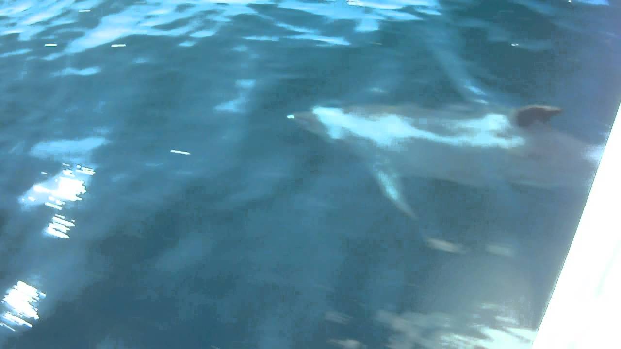 impresionante v&iacute;deo de delfines en el estrecho de gibraltar www.aventuramarina.org.
