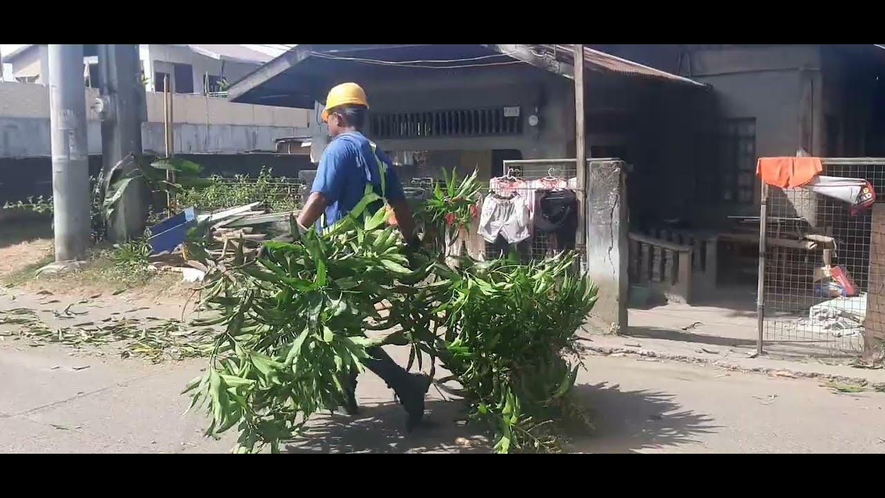 SAYANG ANG DAMING BULAKLAK ANG MANGGA AT BUNGA NG KAYMITO.