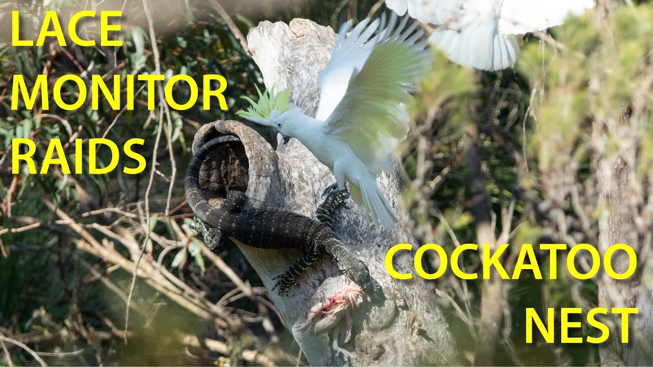 Battle of the Backyard Gangsters: A lace monitor raids a cockatoo nest