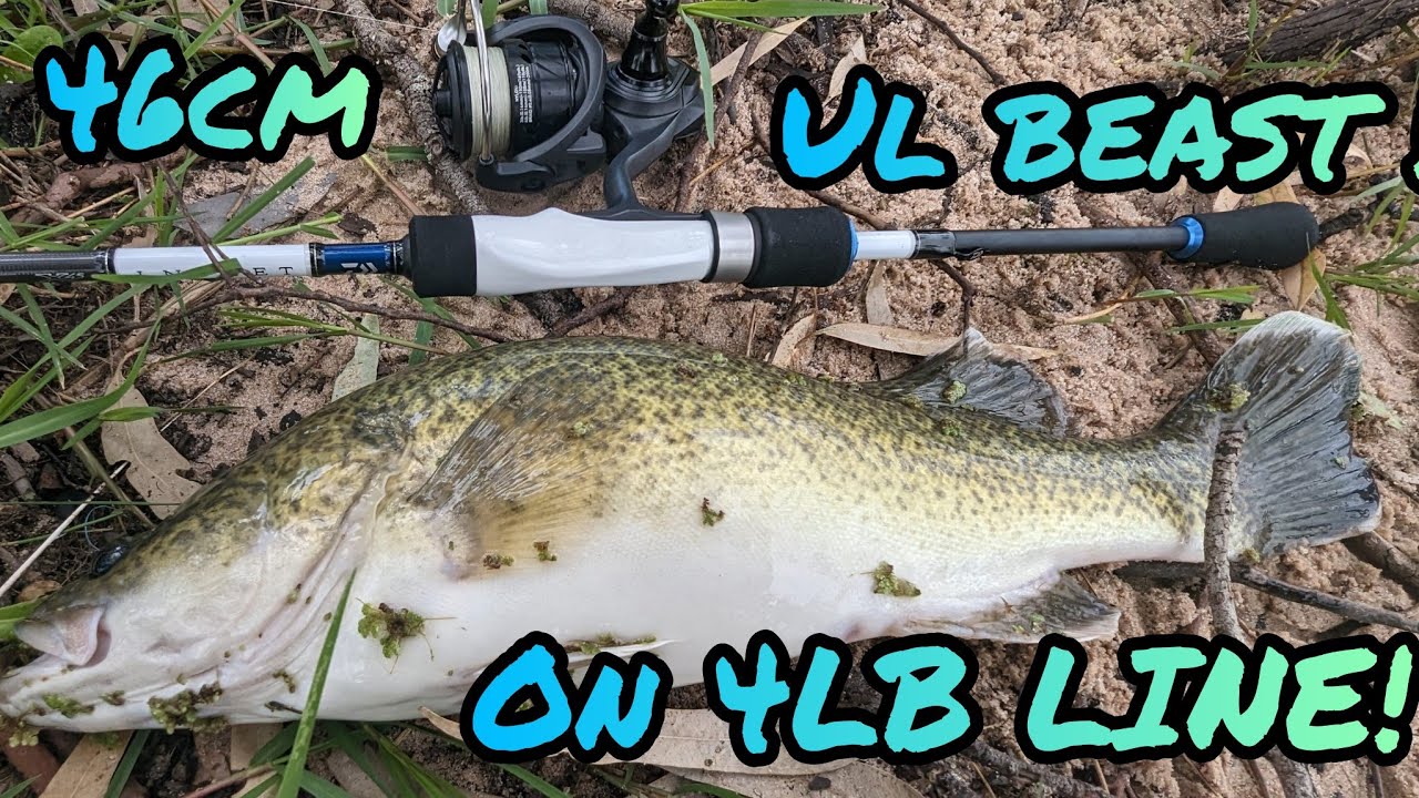 Murray Cod On ULTRALIGHT tackle