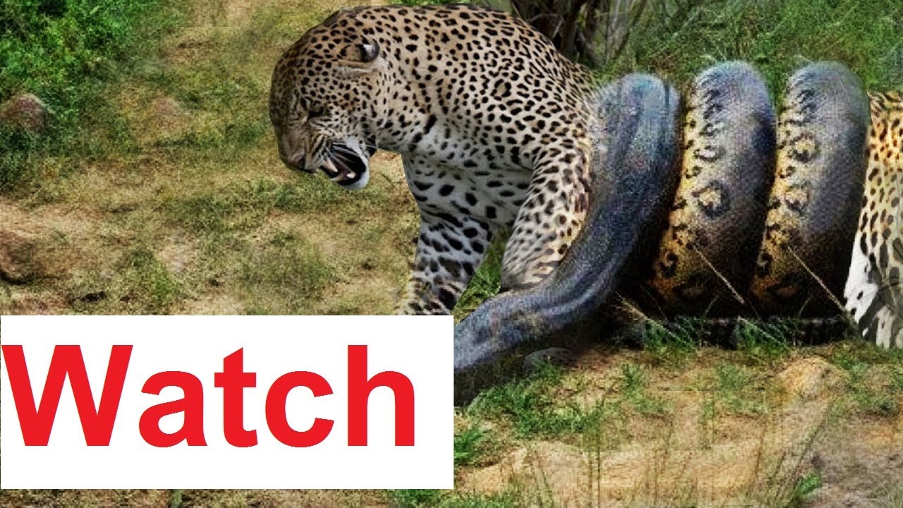 'Leopards moves inspired by Bruce lee' : Leopard and python in death match, watch video