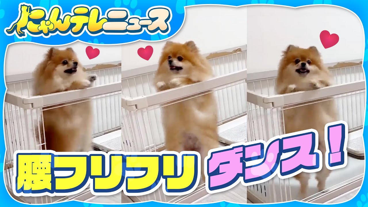 【いぬ】サンバのような足さばきのポメラニアン/はしゃぎすぎたラブラドールレトリバー/保護犬レスキュー！　など