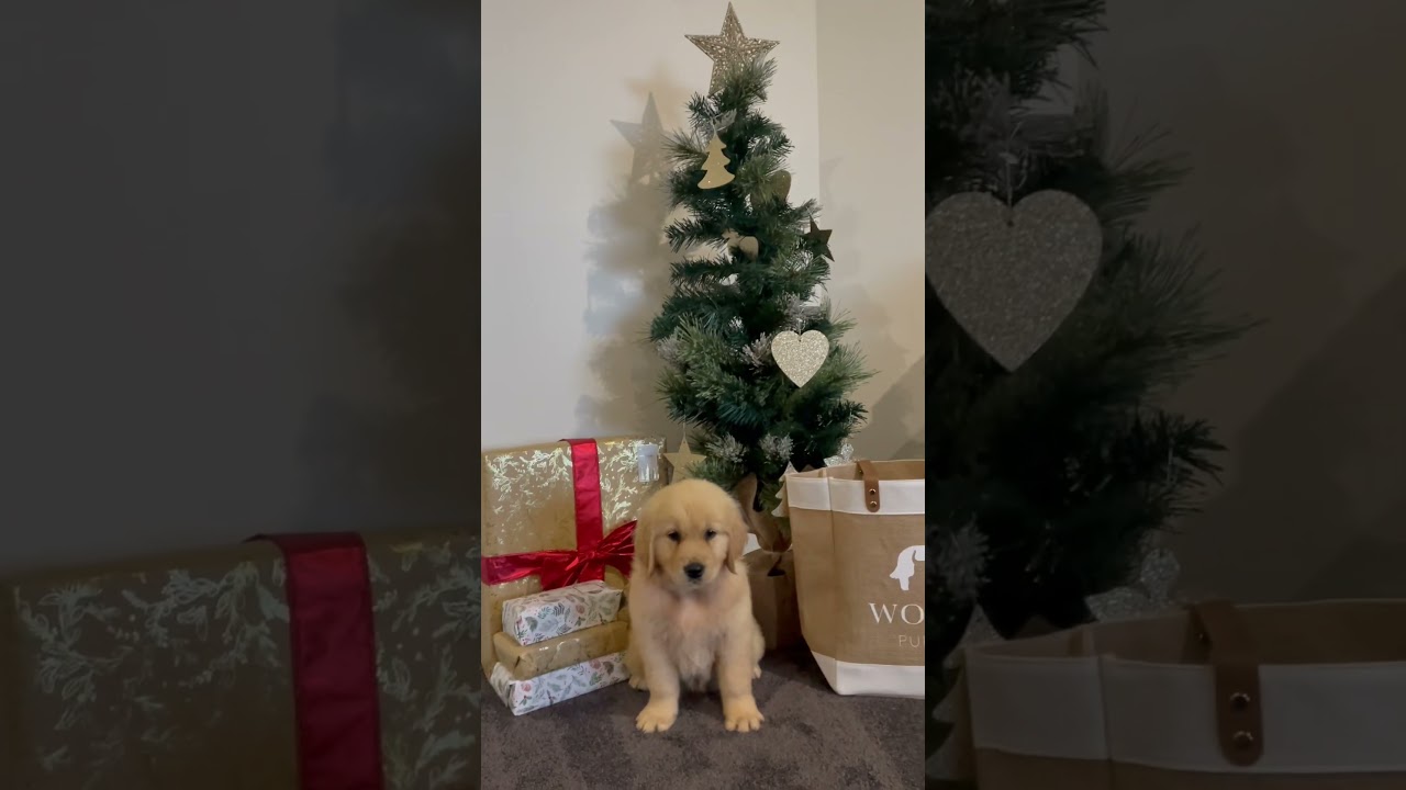 Puppies first Christmas