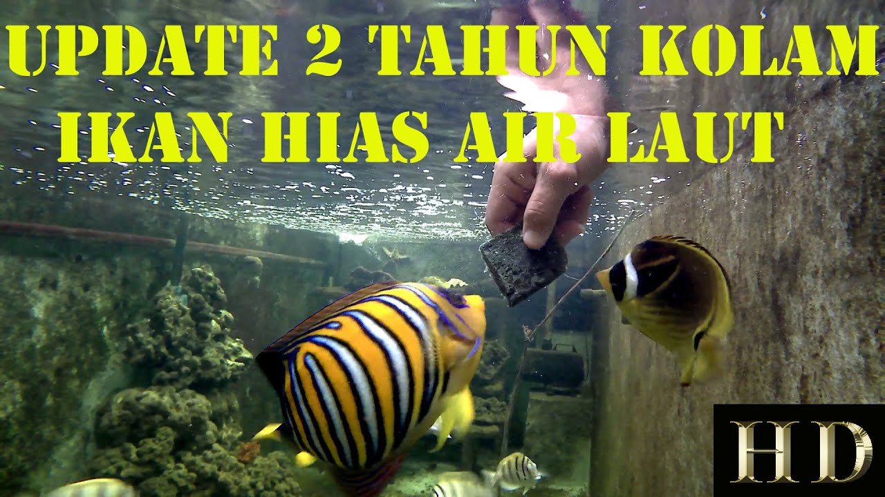 UPDATE 2 TAHUN KOLAM IKAN HIAS AIR LAUT