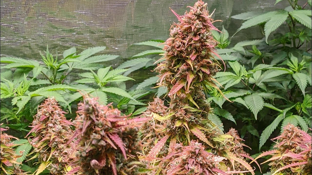 ANOTHER AUTOFLOWER HARVEST DAY AND WEEK 2 WITH STEPWELL SOIL GROW SLIM 600H 3.0 UMOL