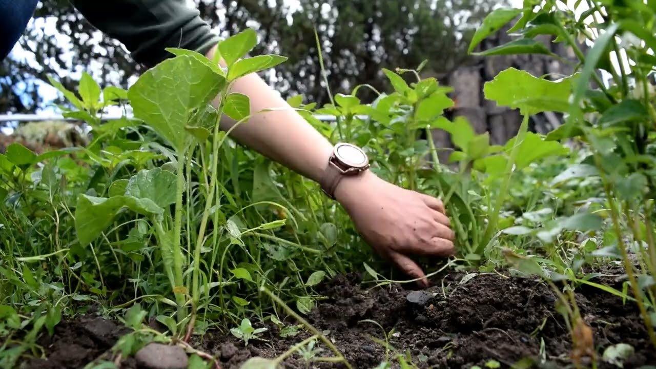 ASMR In the Garden: Getting the Weeds Under Control After Monsoon Rains. No Talking or Music.