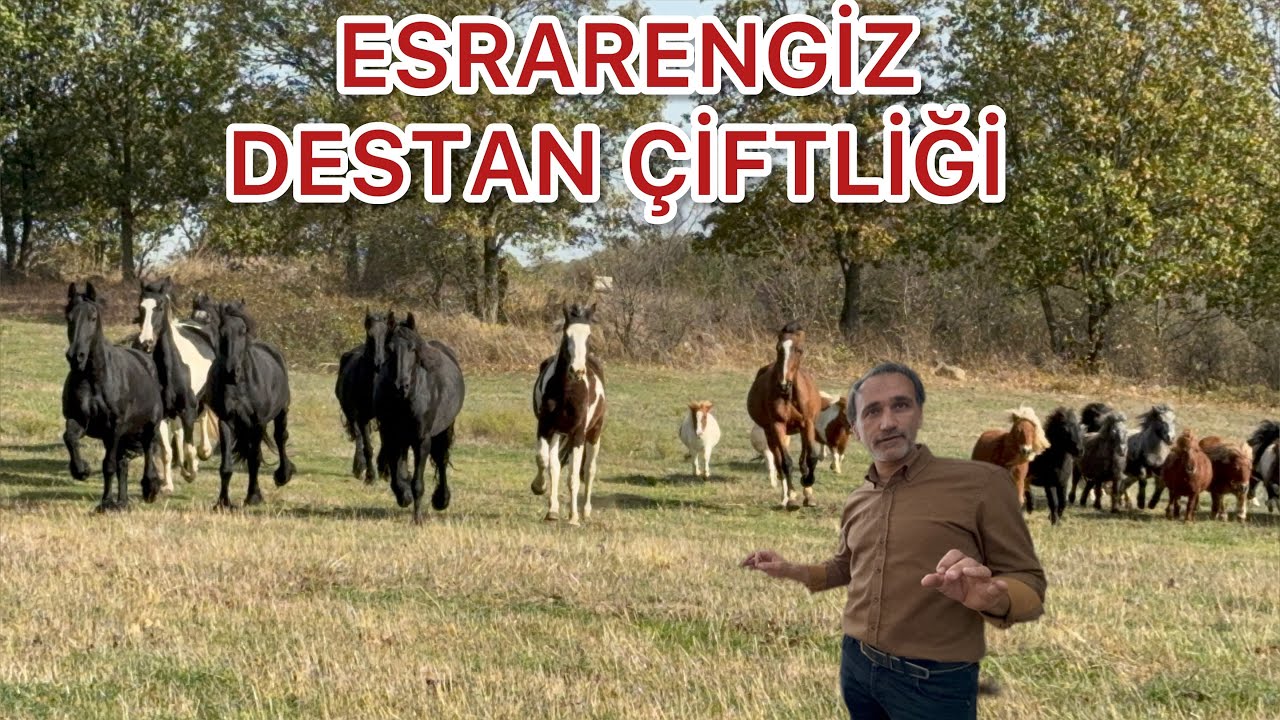 EN KALİTELİ ATLAR  FRİESİAN LAR KVPN MİDİLLİ ENGEL ATLAMA IRKLARI BEYAZ GEYİKLER VE ÇOK DAHA FAZLASI